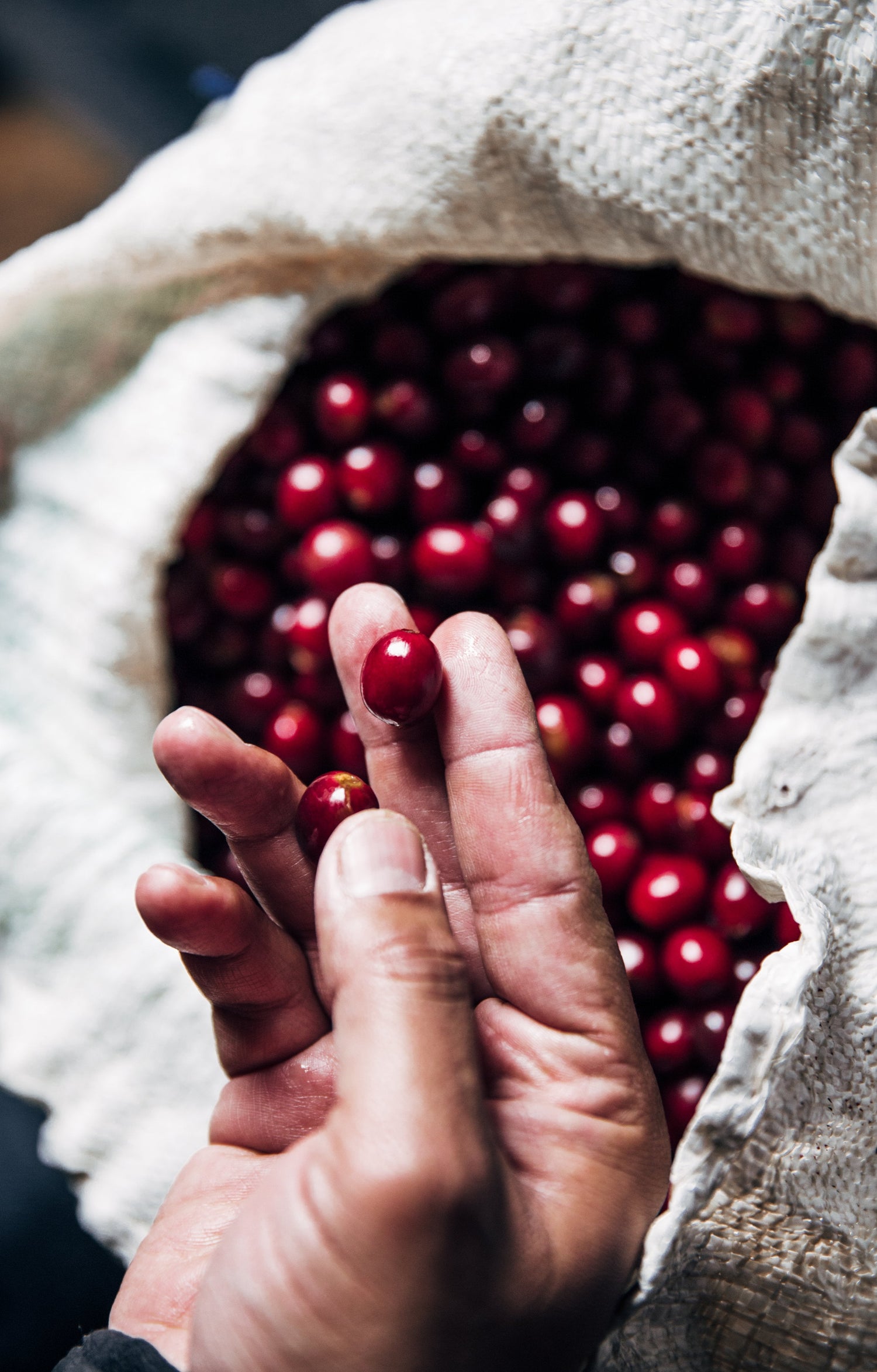 Café de procesos ecológicos